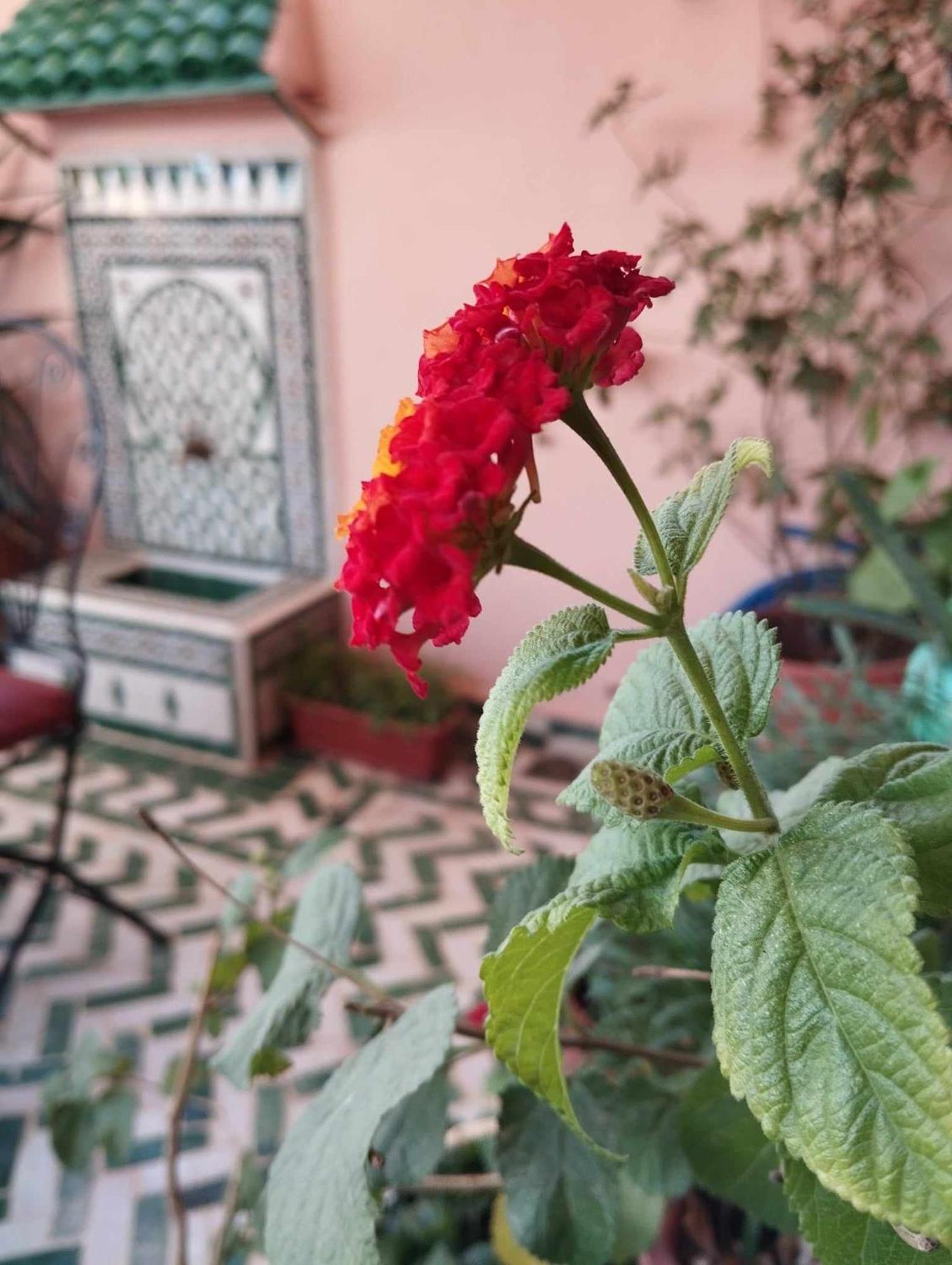 Dar Lantana Hotell Fès Exteriör bild